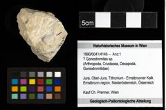 Foto (Objekt + Etiketten) von ? Goniodromites sp. 